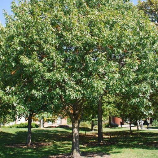 Northern Red Oak